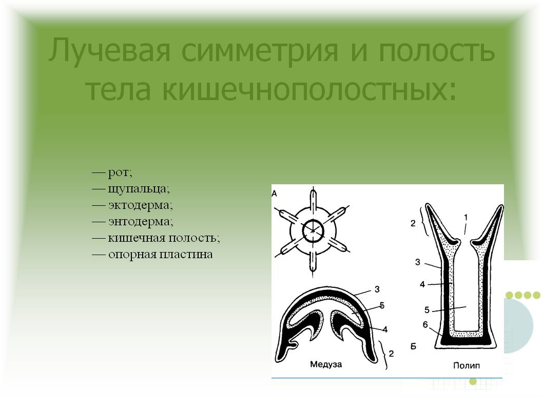 Площадка мега ссылка